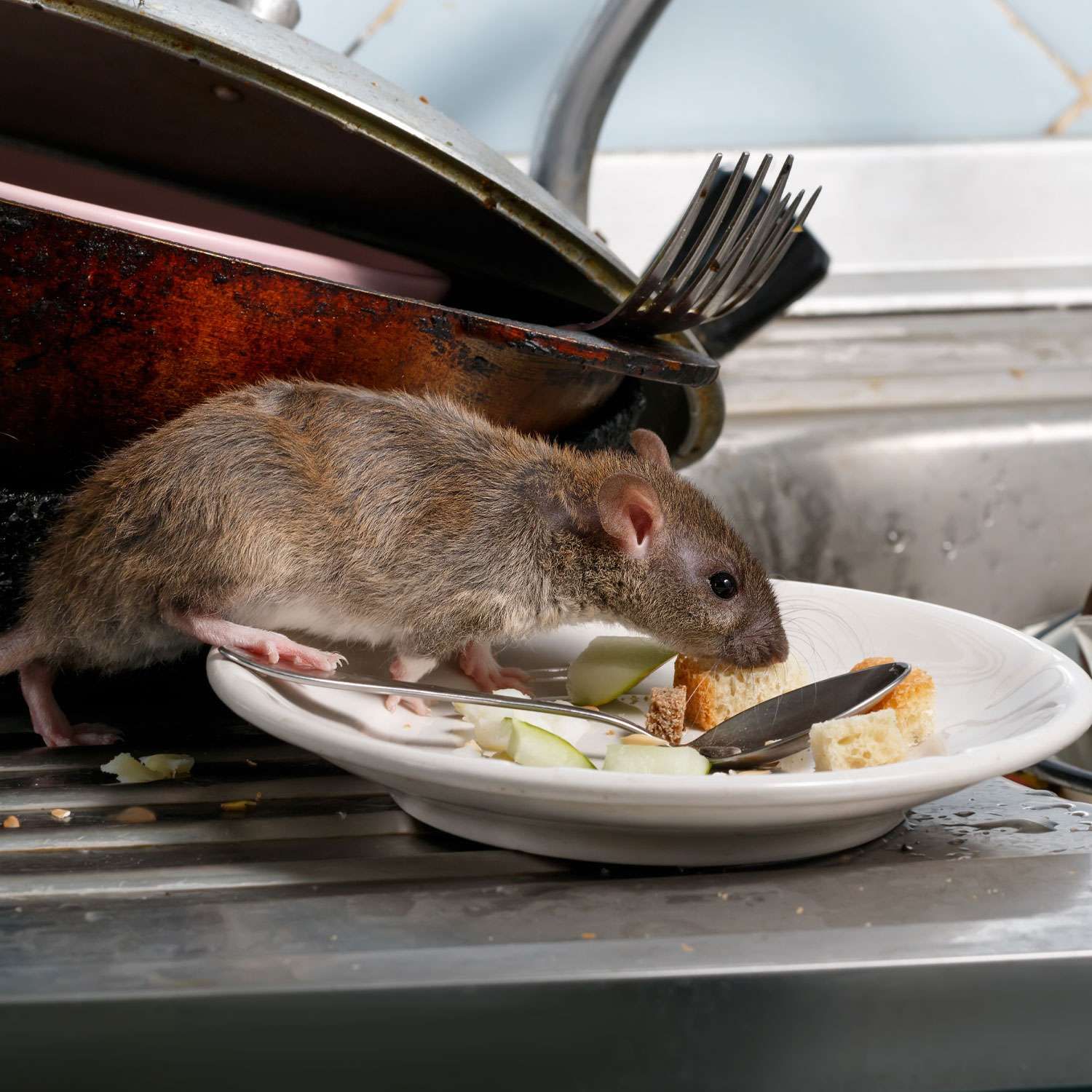 Pest Control rats in Birmingham