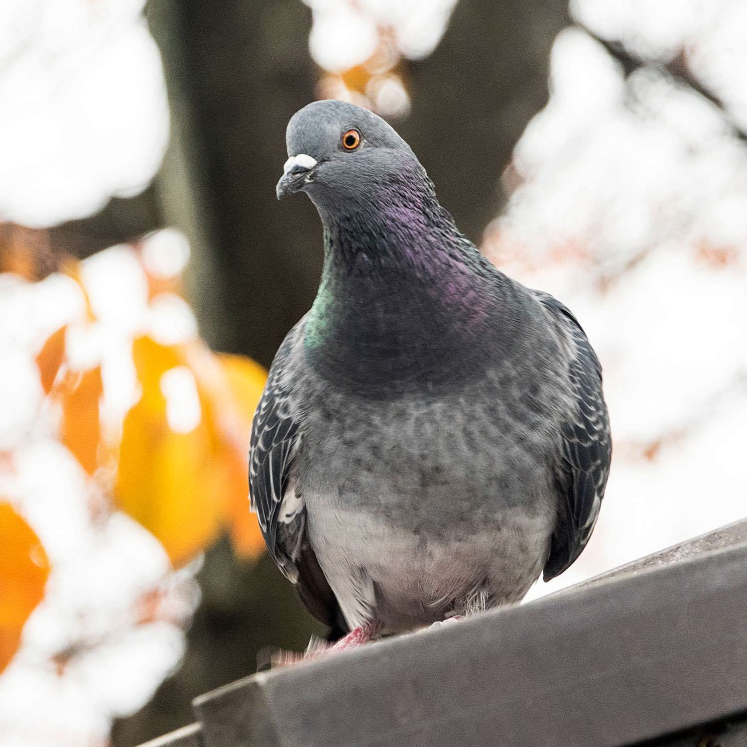 Pigeons pest control Birmingham